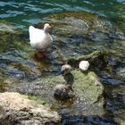 Entenfamilie am Gardasee