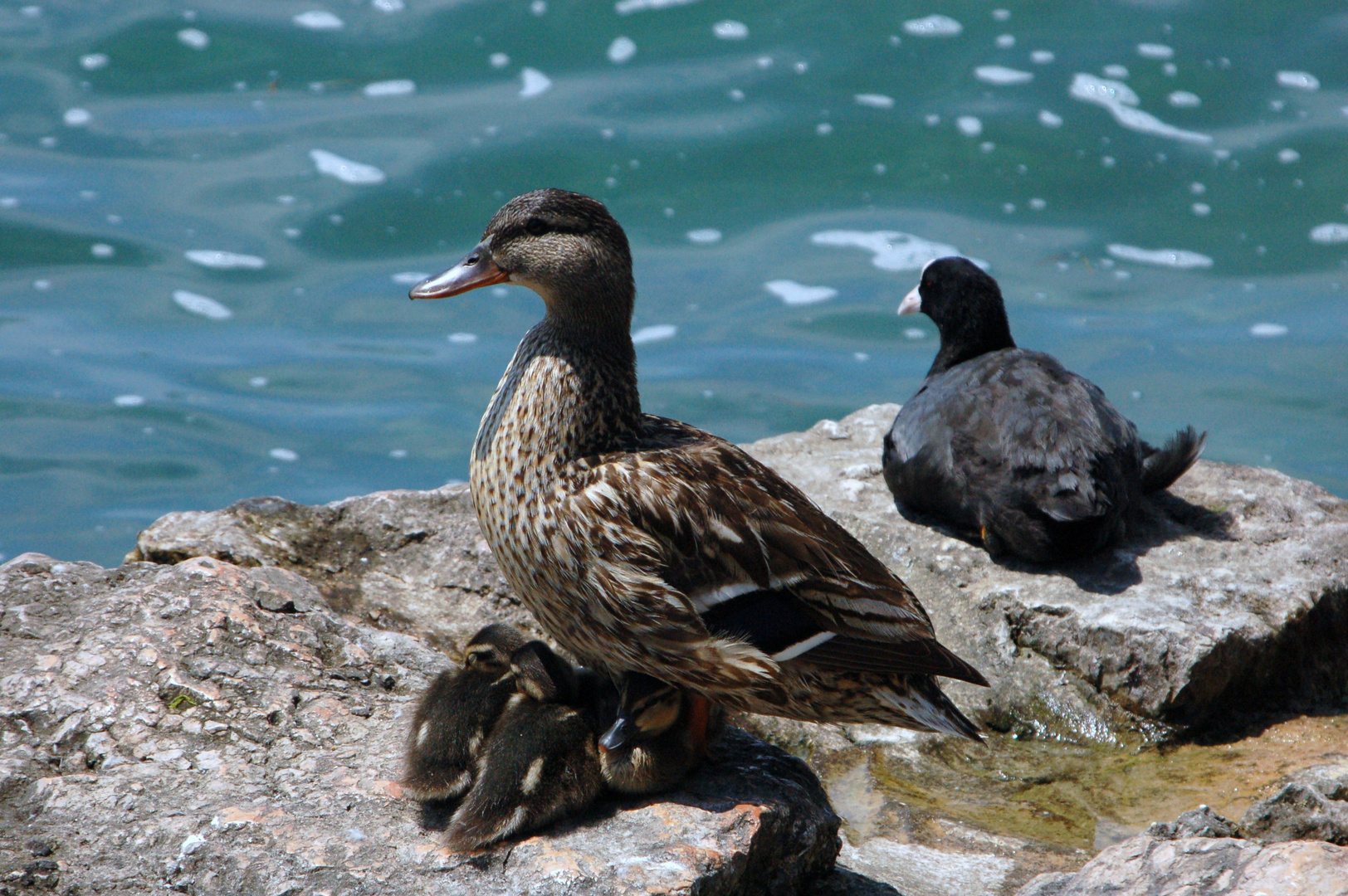 Entenfamilie am Gardasee