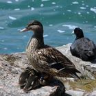 Entenfamilie am Gardasee