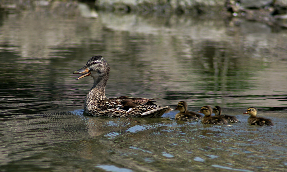 Entenfamilie am Lago d'Idro