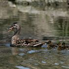 Entenfamilie am Lago d'Idro