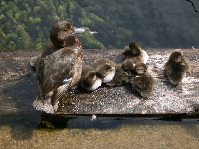 Entenfamilie am Lake Taupo