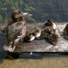 Entenfamilie am Lake Taupo