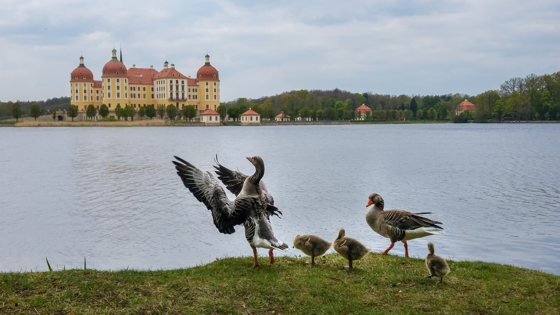 Entenfamilie am Schloß Moritzburg
