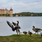 Entenfamilie am Schloß Moritzburg