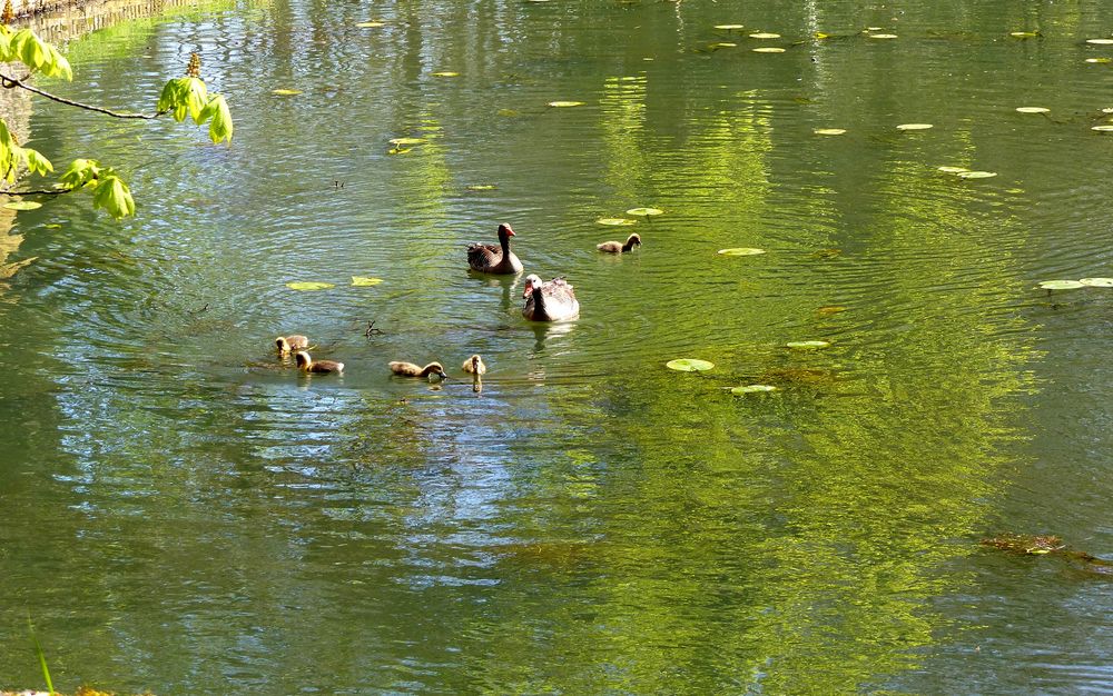 Entenfamilie am Spiegeldienstag Foto & Bild spezial, frühling, natur