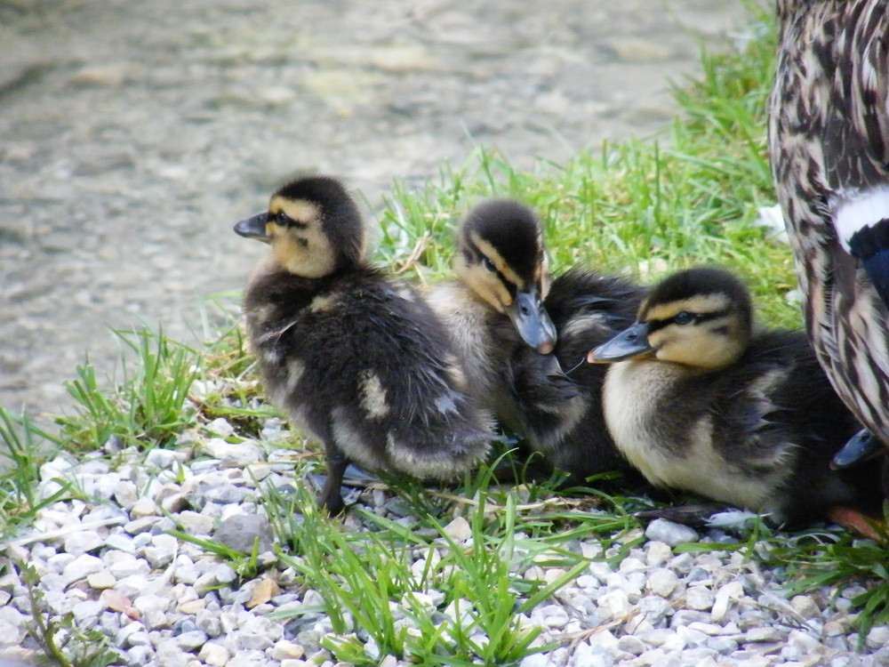 Entenfamilie am Wasser