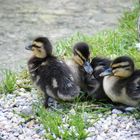 Entenfamilie am Wasser