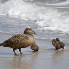 Entenfamilie an der Nordsee