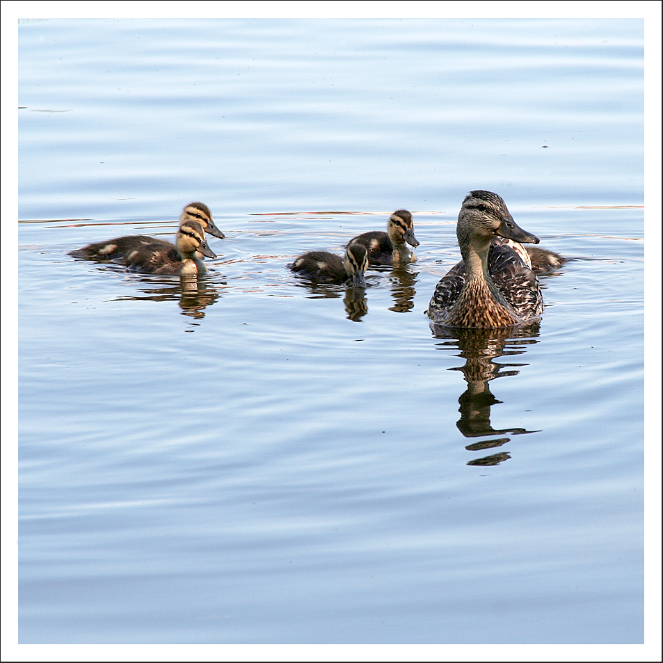 Entenfamilie auf dem Lipno-Stausee