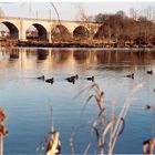 Entenfamilie auf der Donau