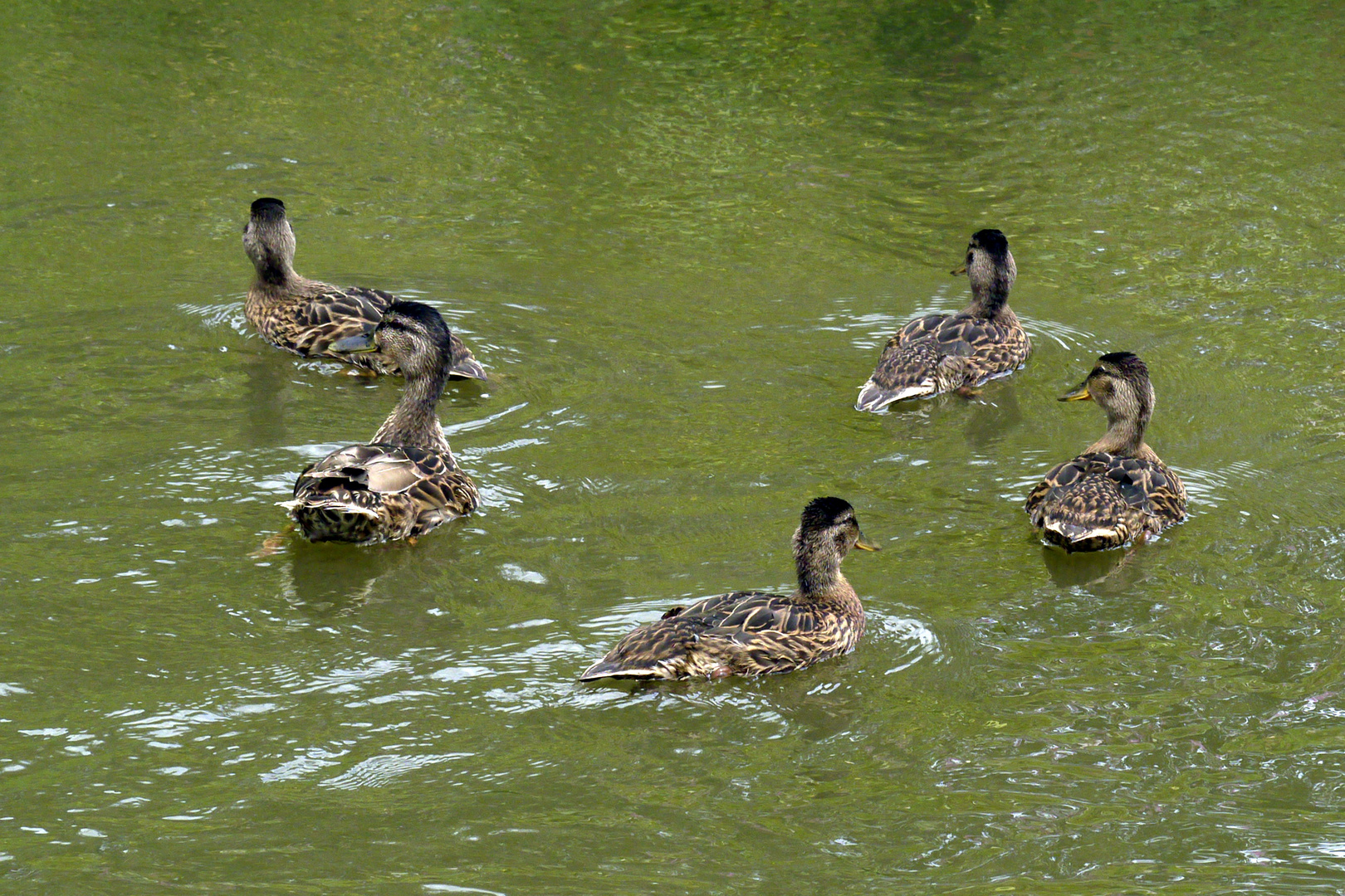 Entenfamilie auf der Weschnitz in Einhausen (I)