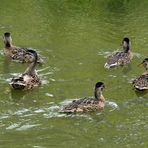 Entenfamilie auf der Weschnitz in Einhausen (I)