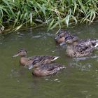 Entenfamilie auf der Weschnitz in Einhausen (II)