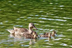 Entenfamilie auf einem Ausflug