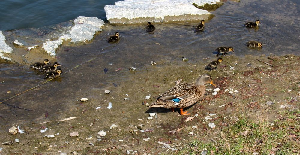 Entenfamilie auf Entdeckungstour