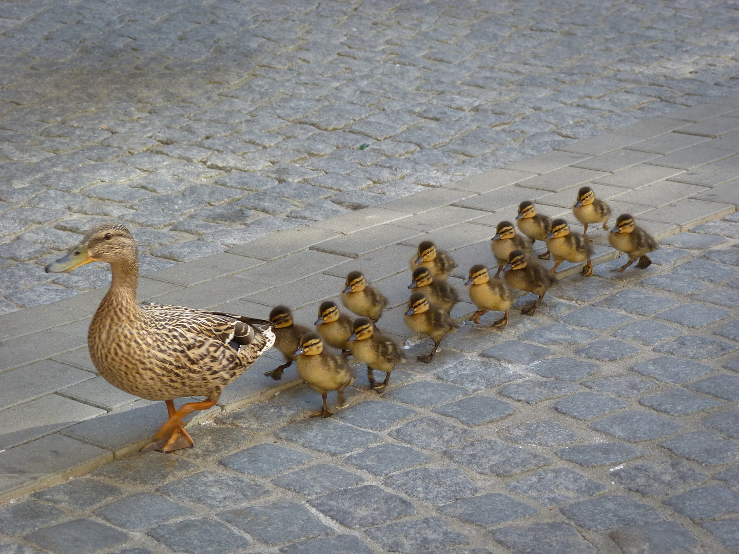 Entenfamilie auf Reisen