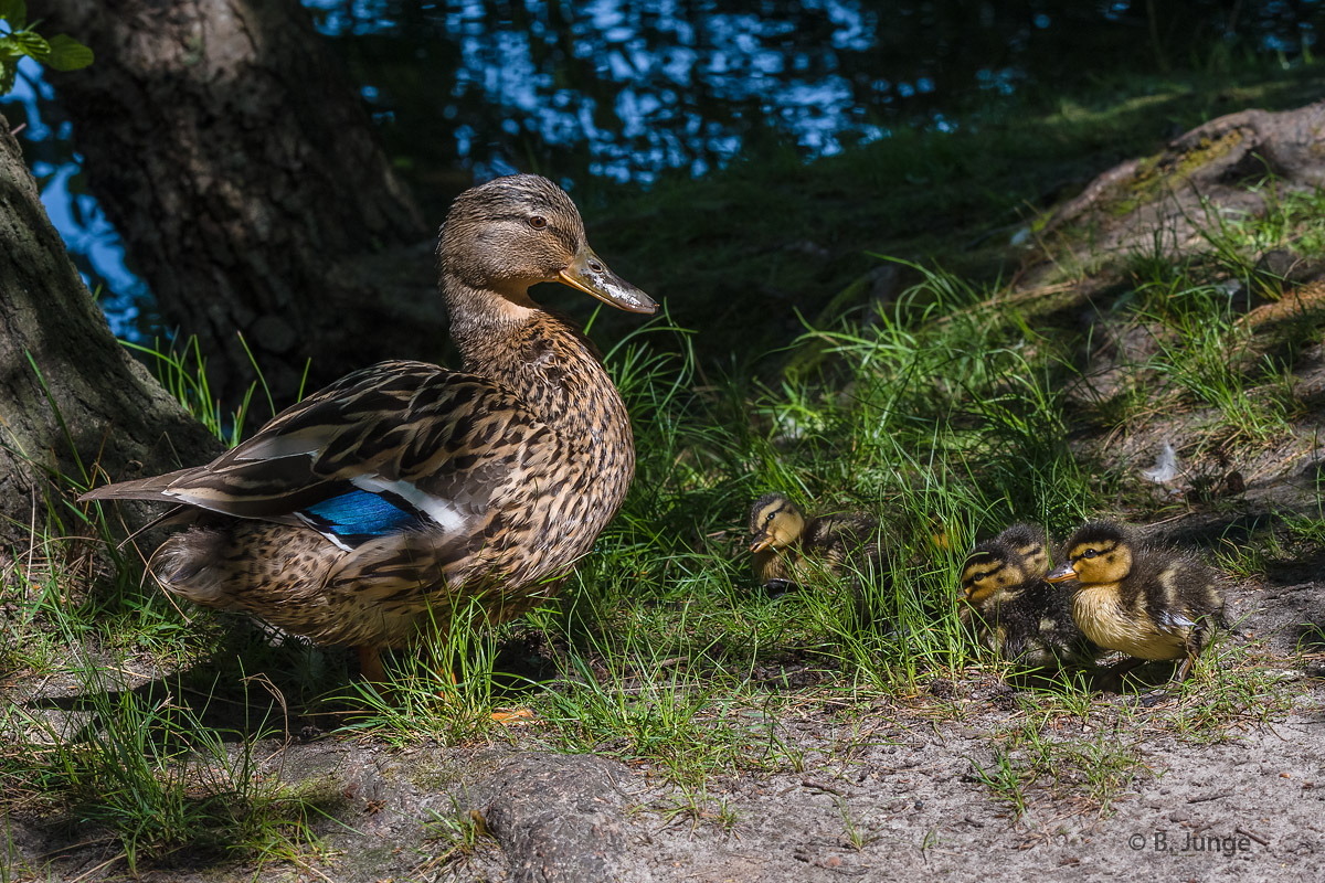 Entenfamilie