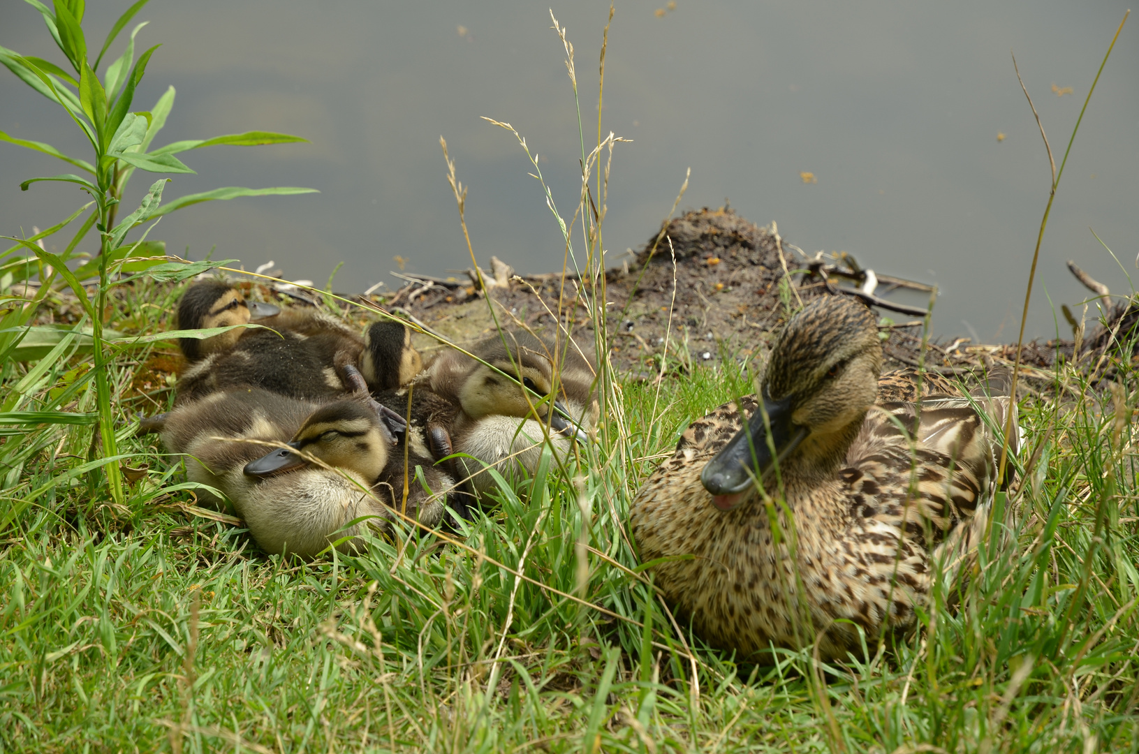 Entenfamilie