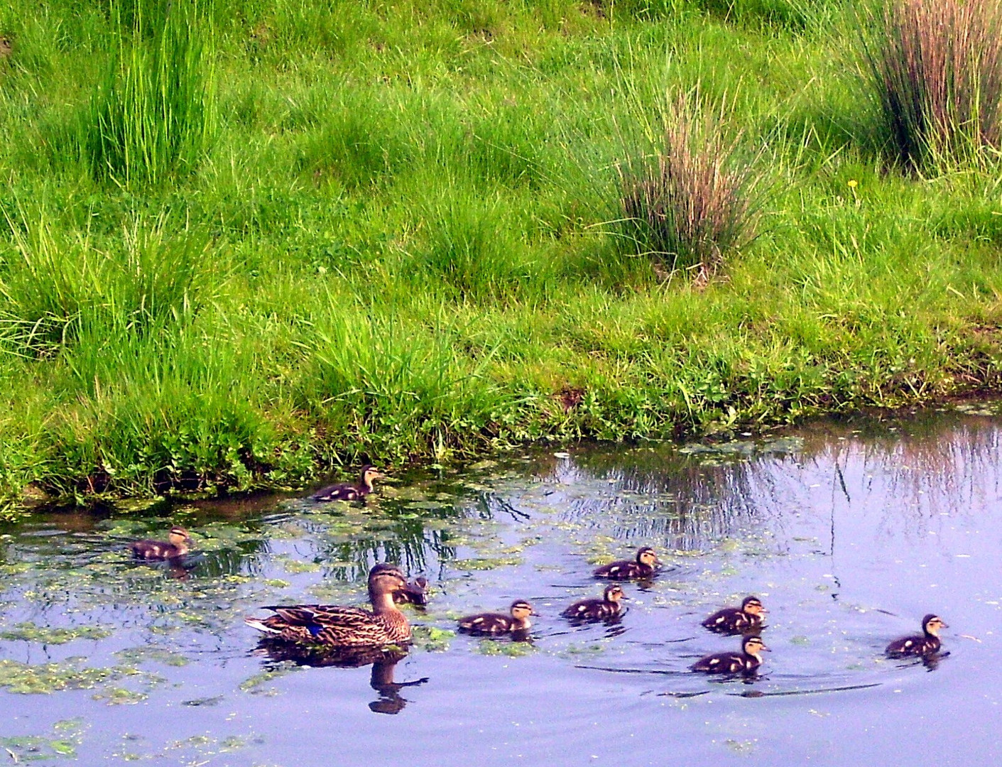 Entenfamilie Foto & Bild landschaft, bach, fluss & see, see, teich