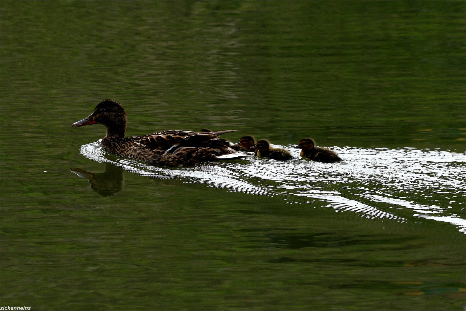 Entenfamilie