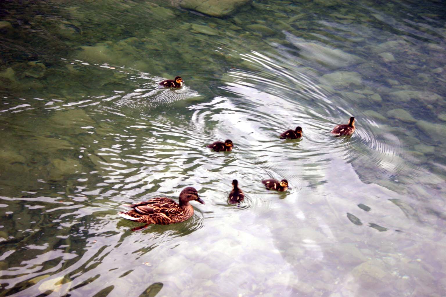 Entenfamilie beim Ausflug