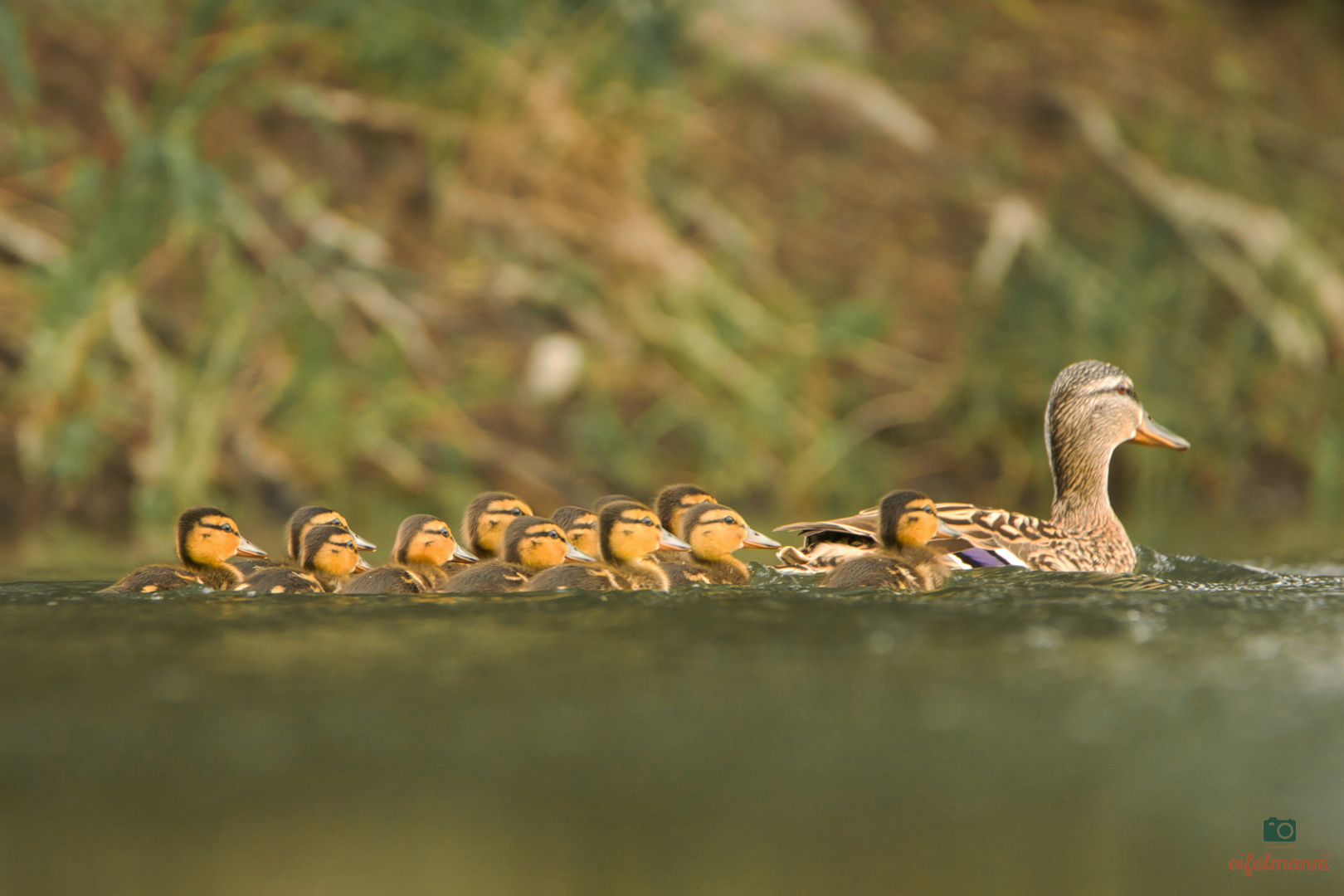 Entenfamilie beim Pfingstausflug