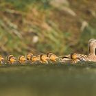 Entenfamilie beim Pfingstausflug