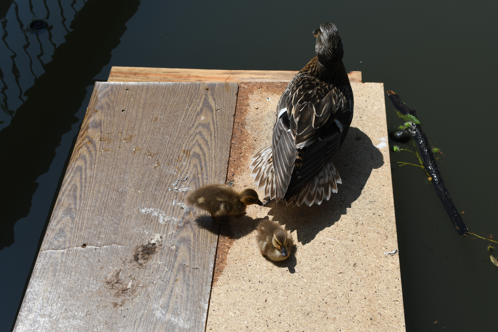 Entenfamilie beim Sonnen