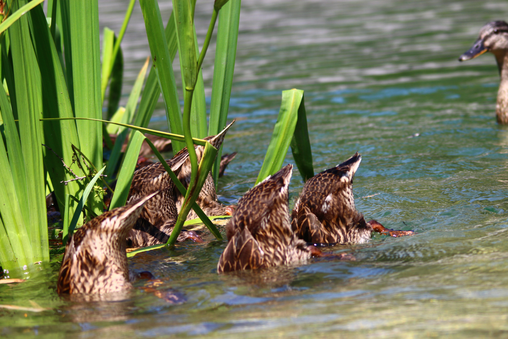 Entenfamilie