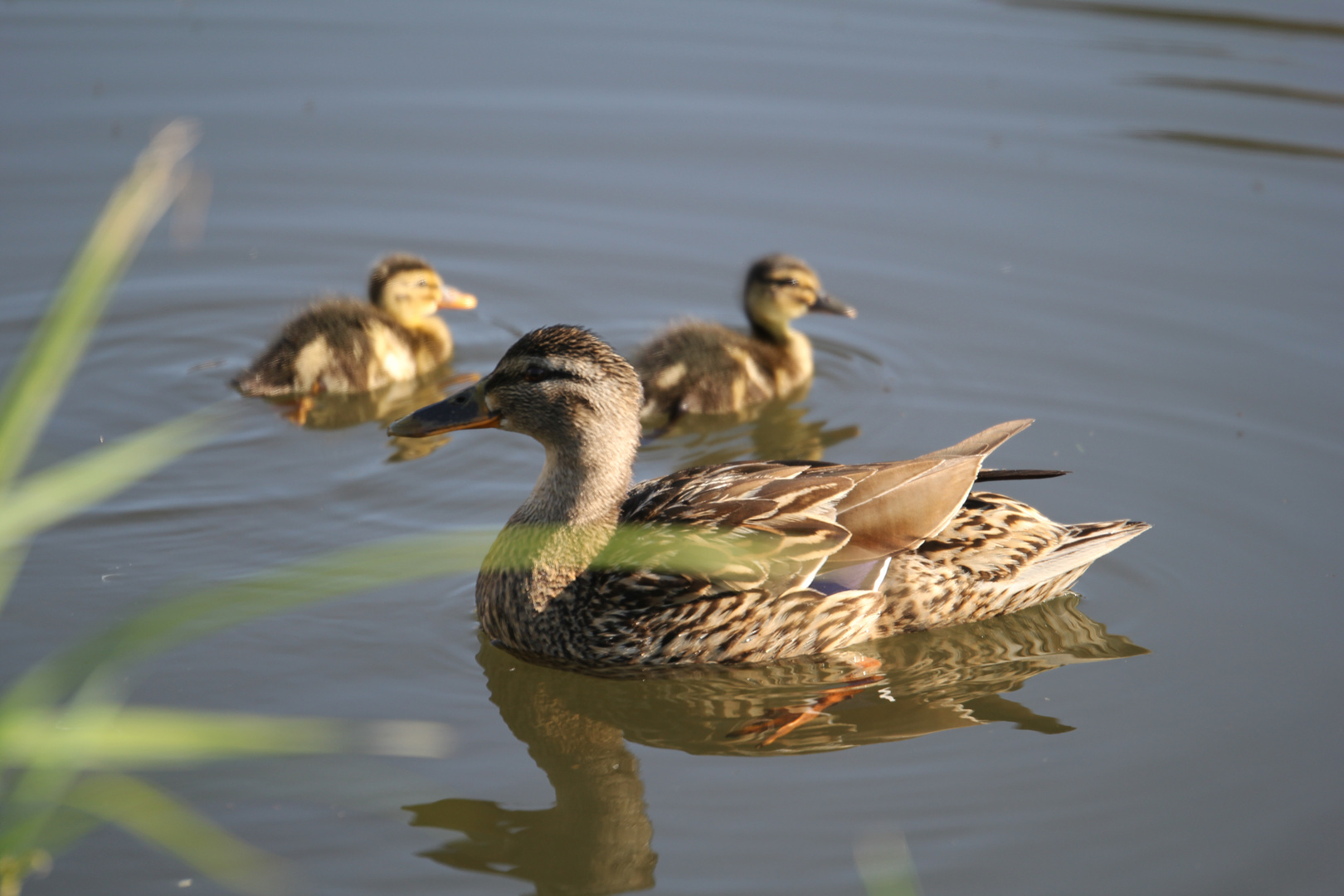 Entenfamilie