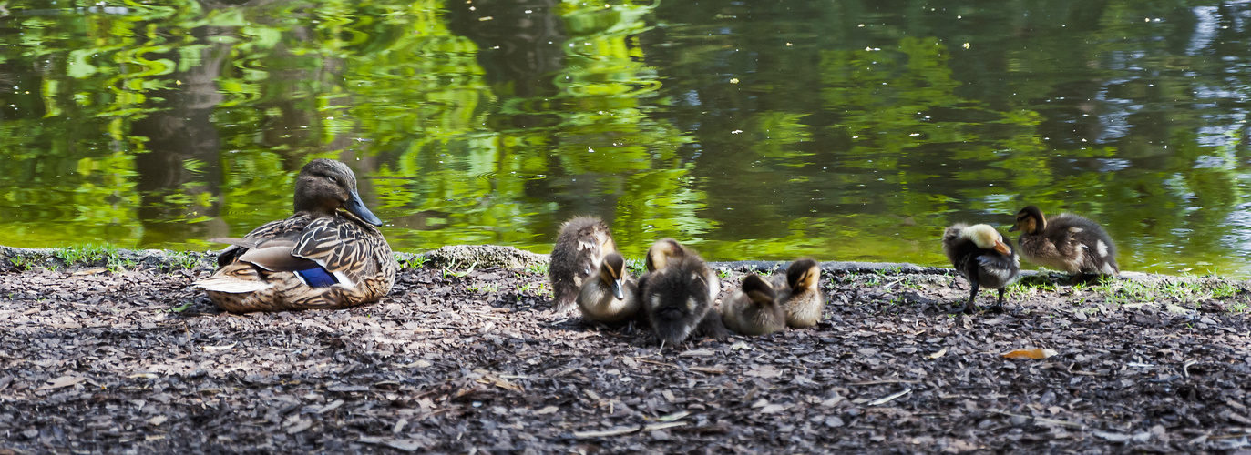 Entenfamilie