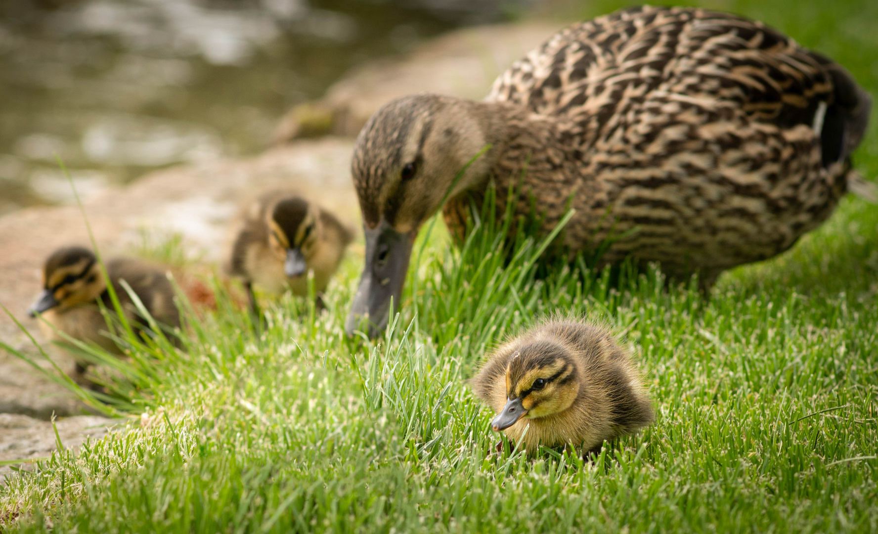 Entenfamilie Foto & Bild entenvögel, vögel, enten Bilder auf