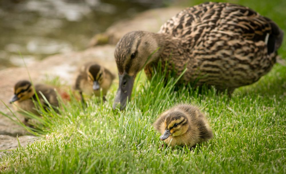 Entenfamilie Foto &amp; Bild | entenvögel, vögel, enten Bilder auf ...