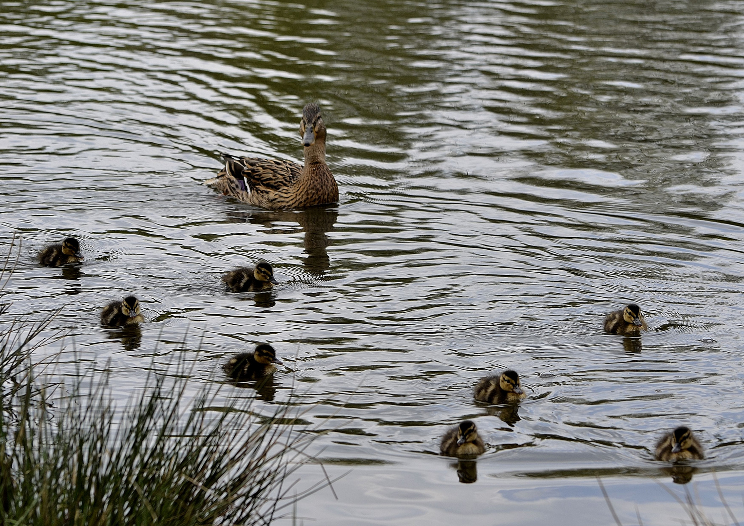 Entenfamilie