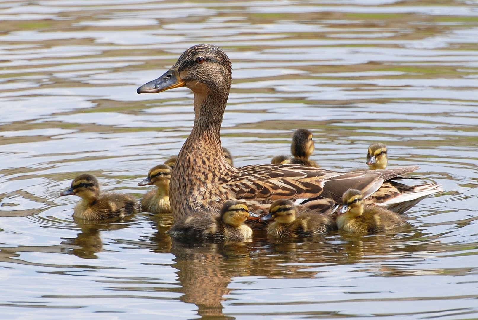 Entenfamilie