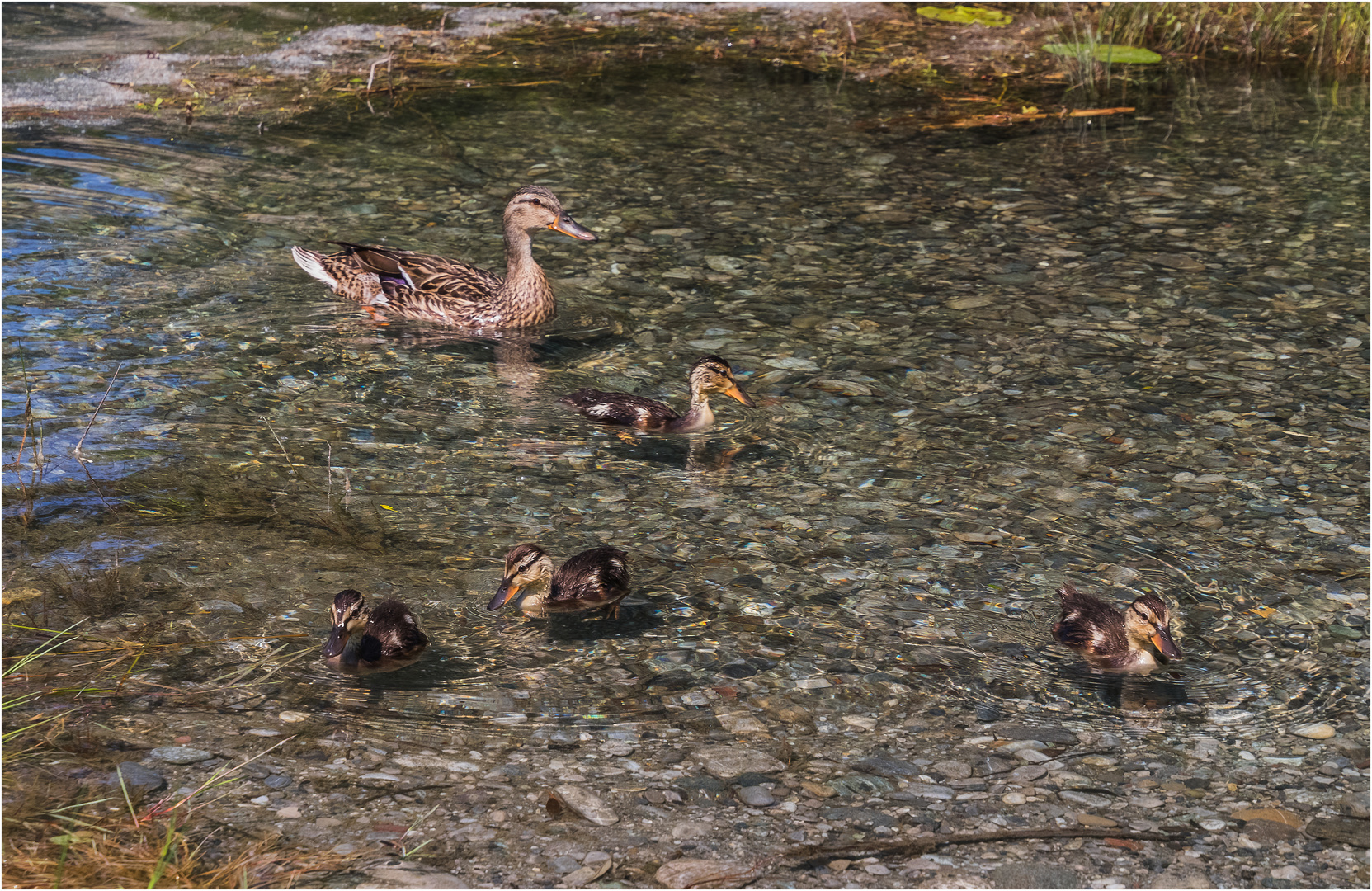 Entenfamilie