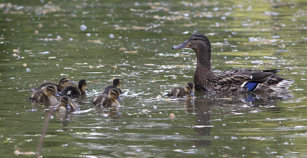 Entenfamilie