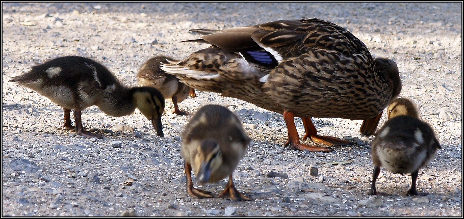 Entenfamilie