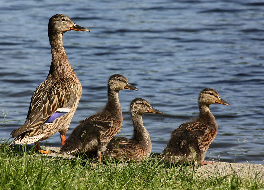 Entenfamilie