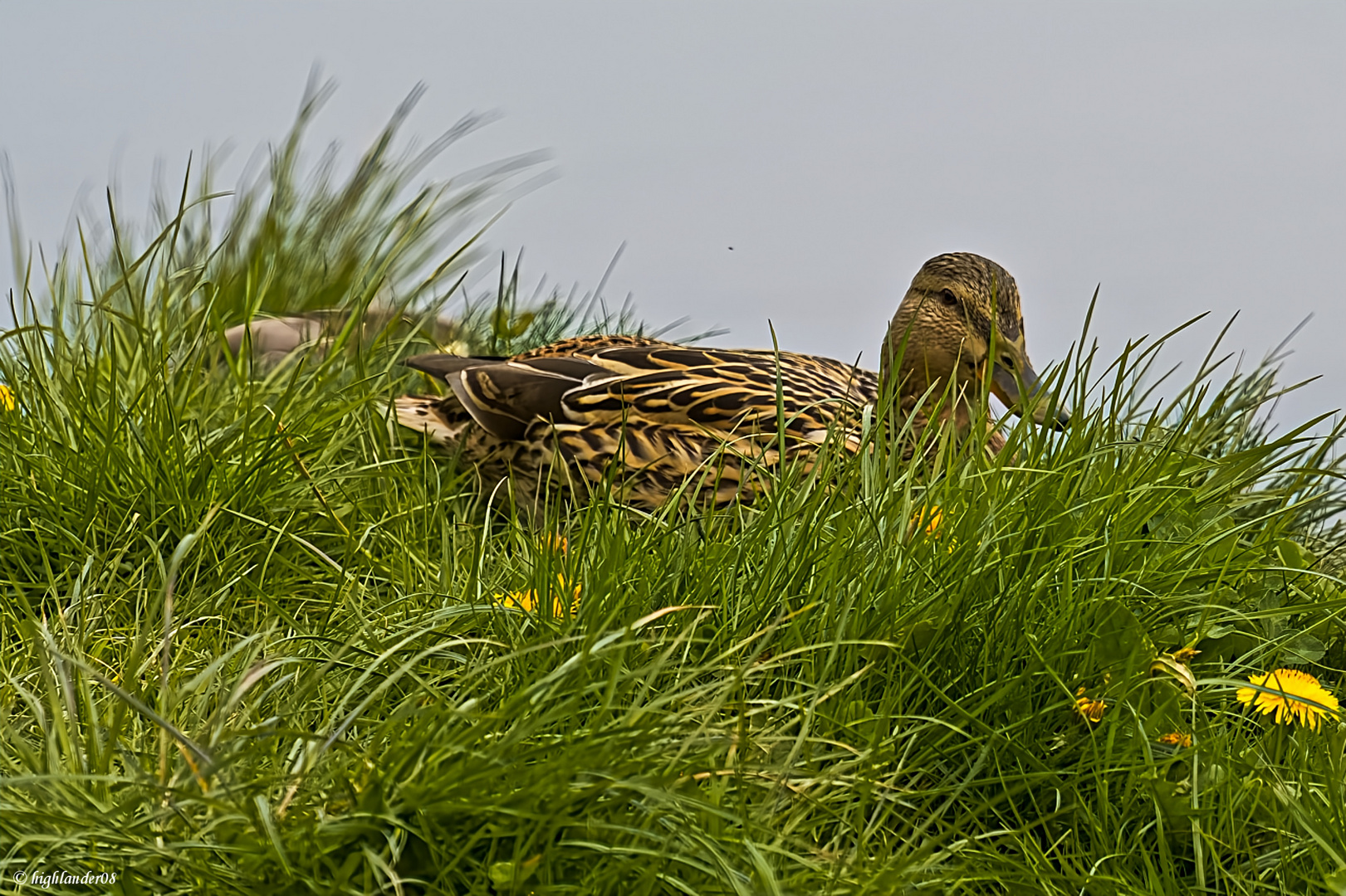 Entenfamilie