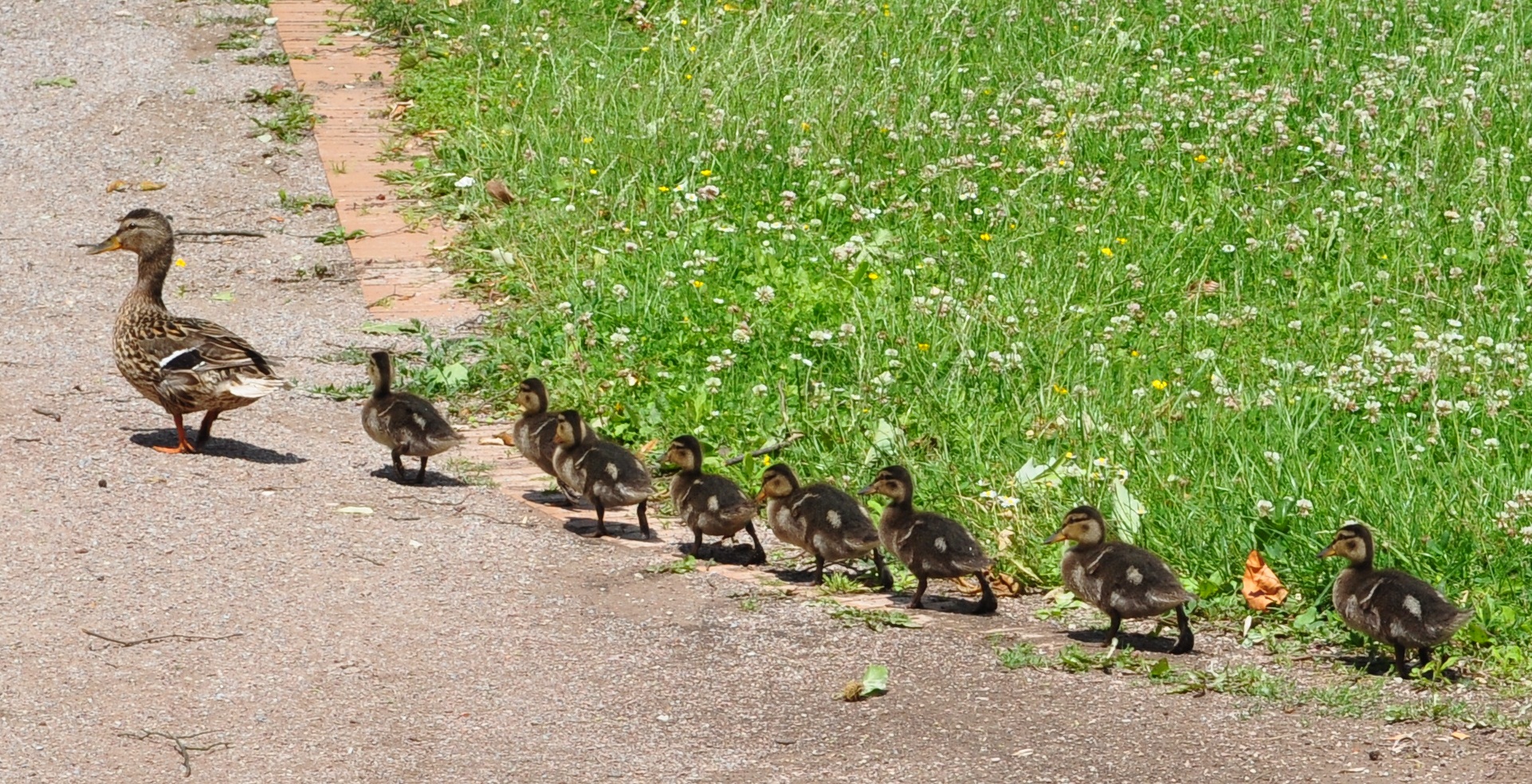 Entenfamilie