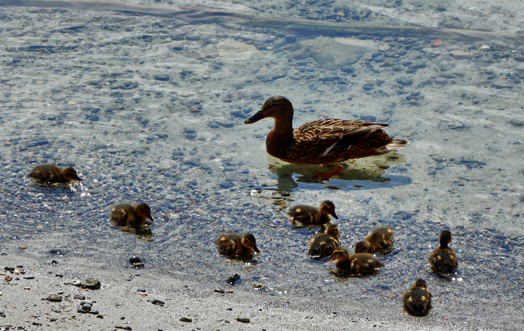 Entenfamilie 