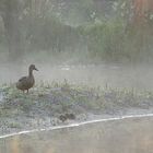 Entenfamilie früh morgens