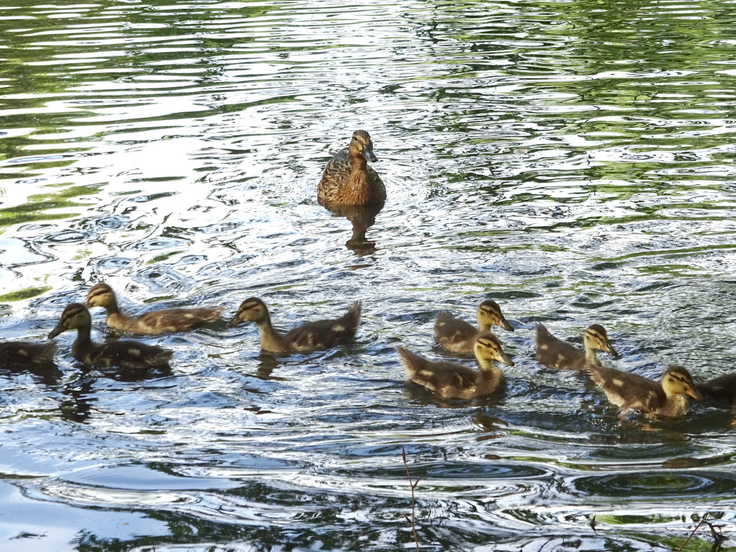 Entenfamilie im Berliner Tiergarten 