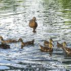 Entenfamilie im Berliner Tiergarten 