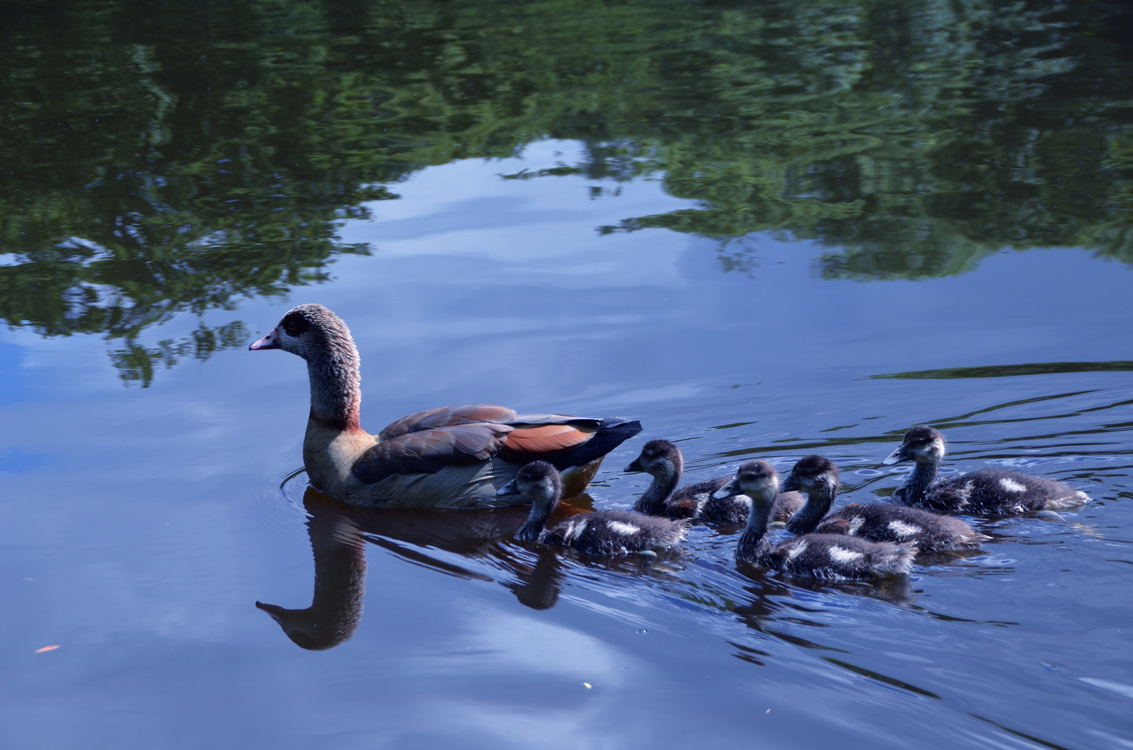 Entenfamilie im Frankfurter Stadtwald-Weiher