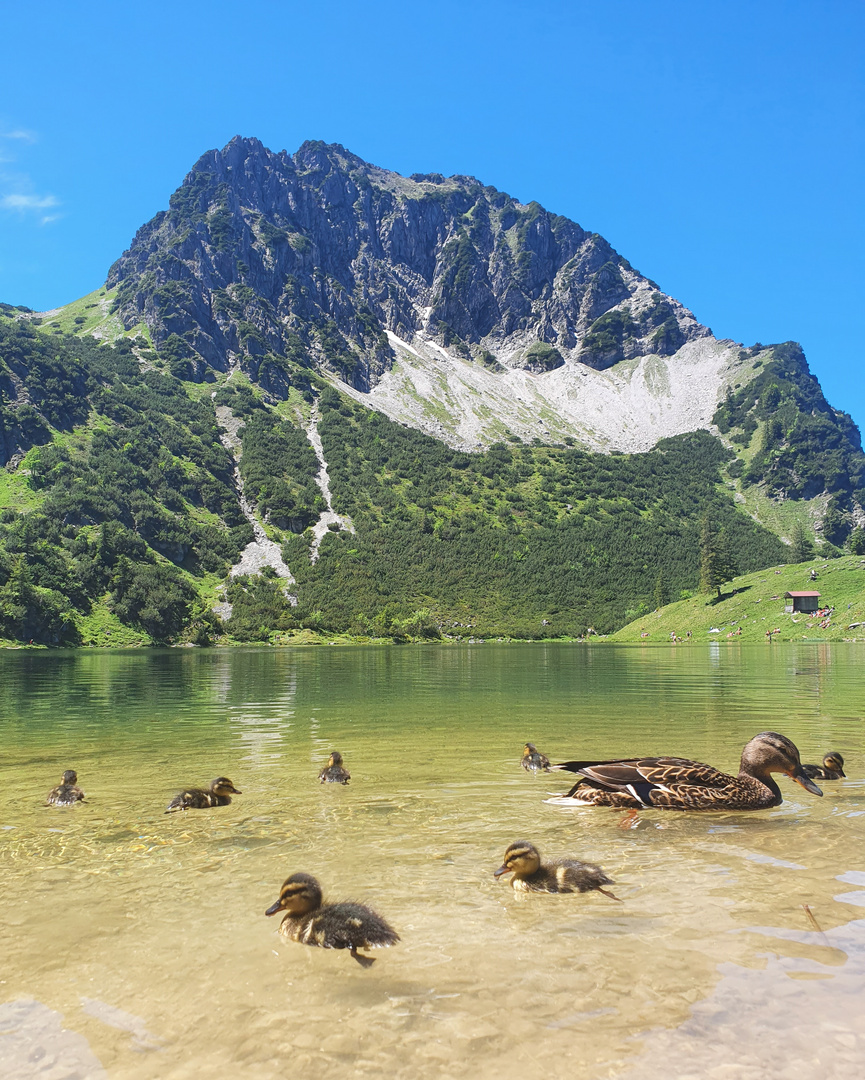 Entenfamilie im Gaisalpsee