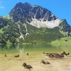 Entenfamilie im Gaisalpsee