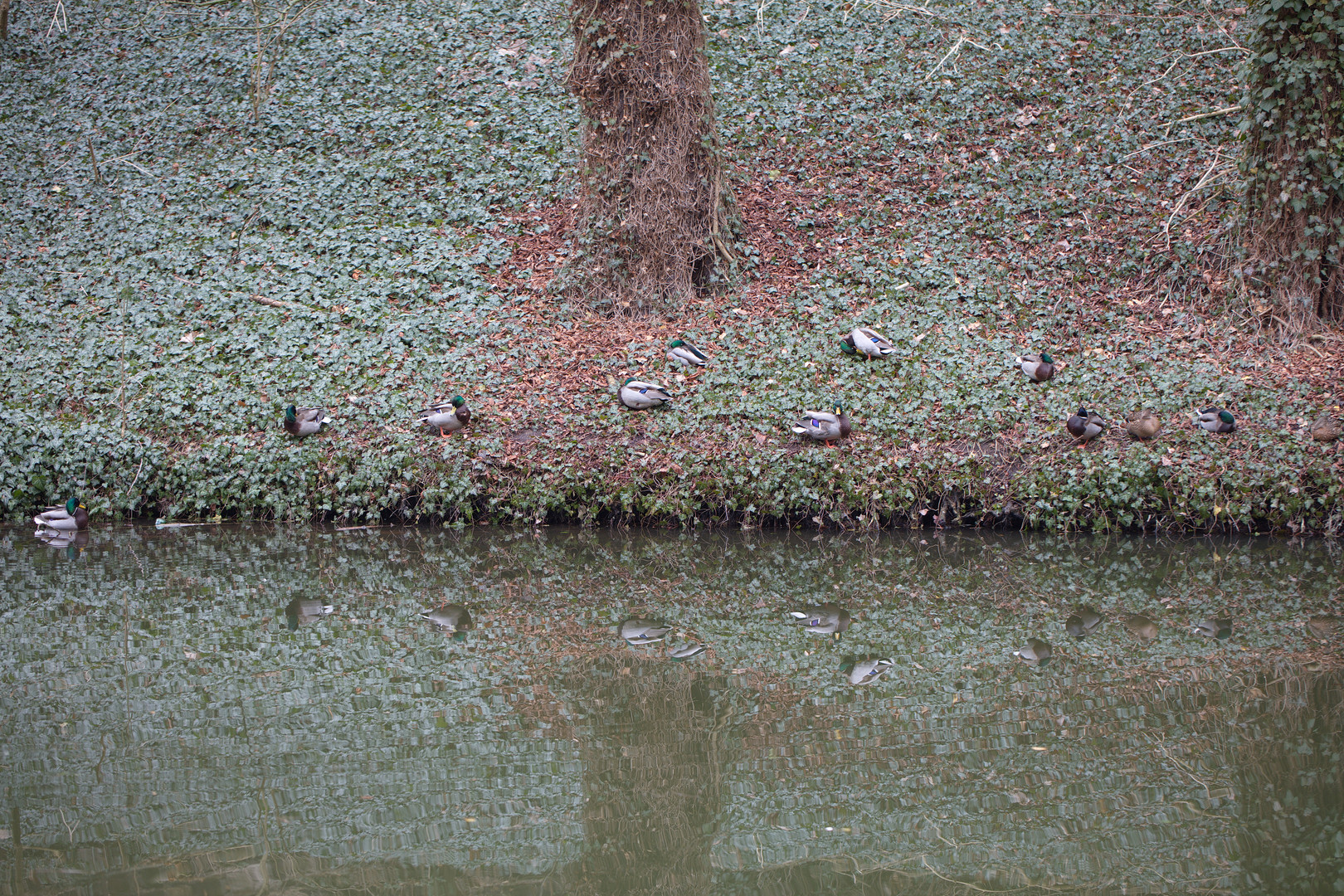 Entenfamilie im Schloßpark Ostrau